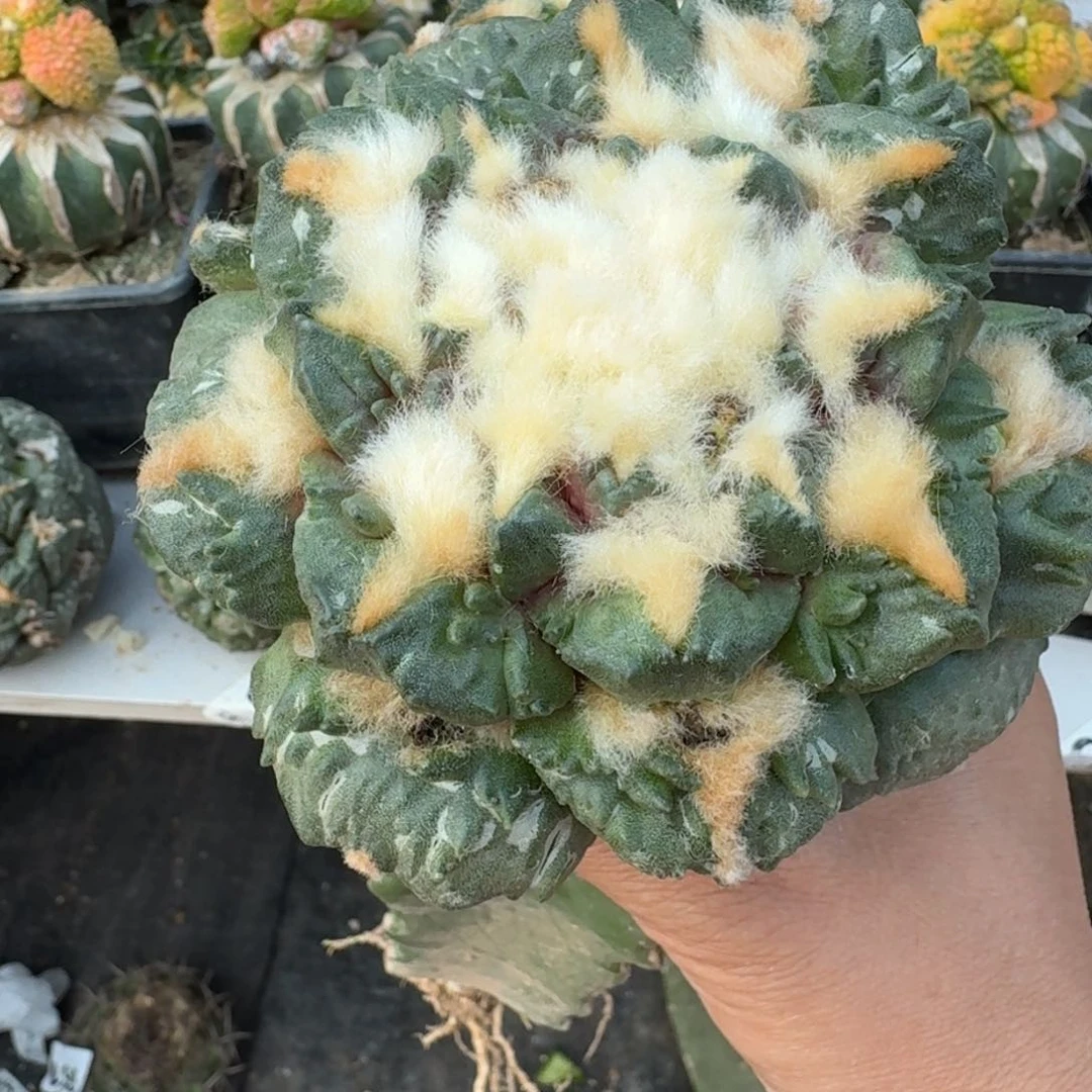 【闪购商品】1*110.127两颗大牡丹