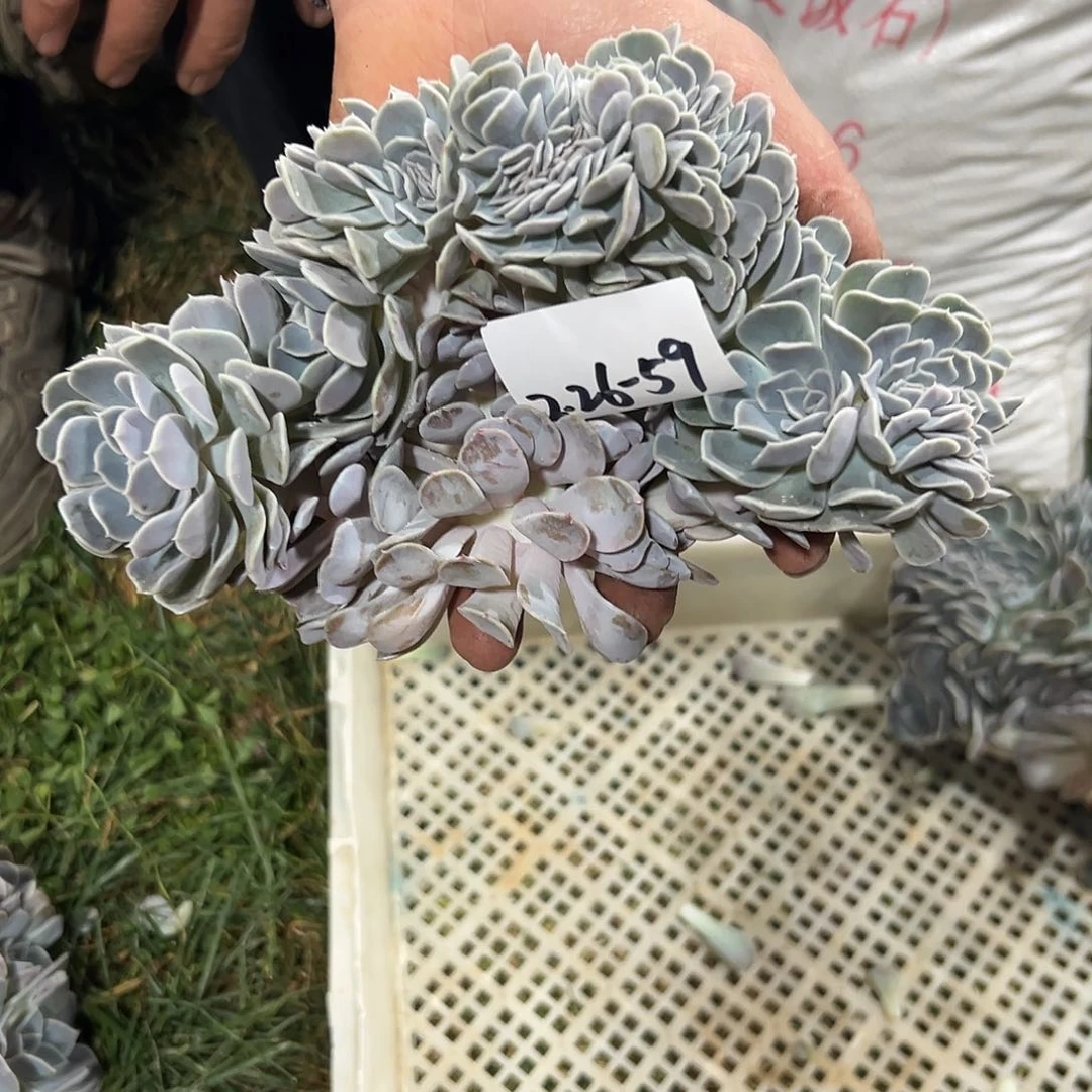 L**A226-59汉堡缀化多肉寄养