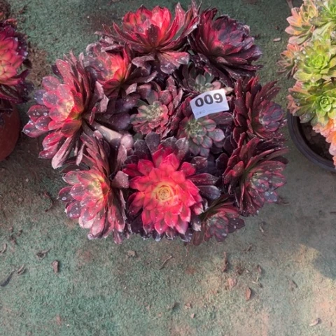 明****麻009烟花朵朵多肉，