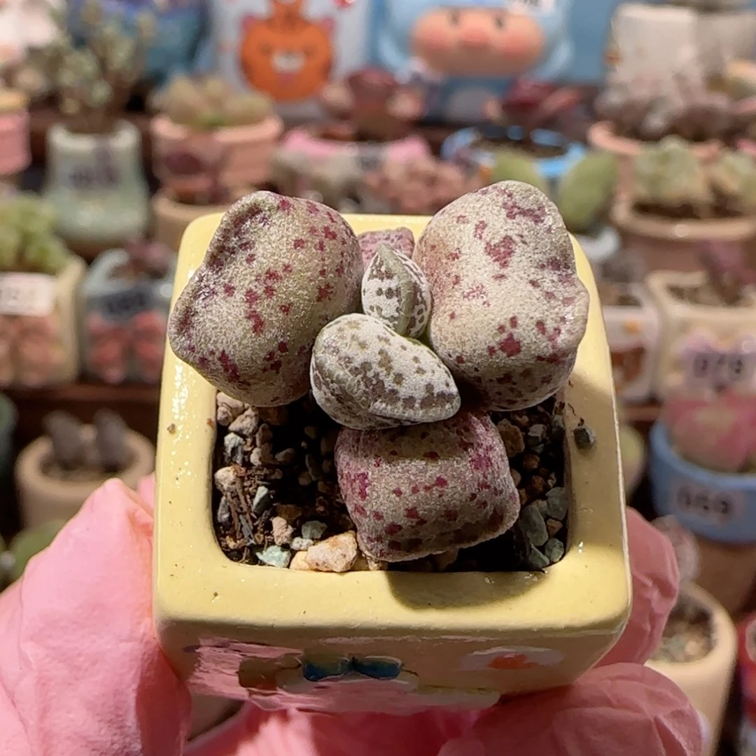 T猫耳海豹盆口1.5cm