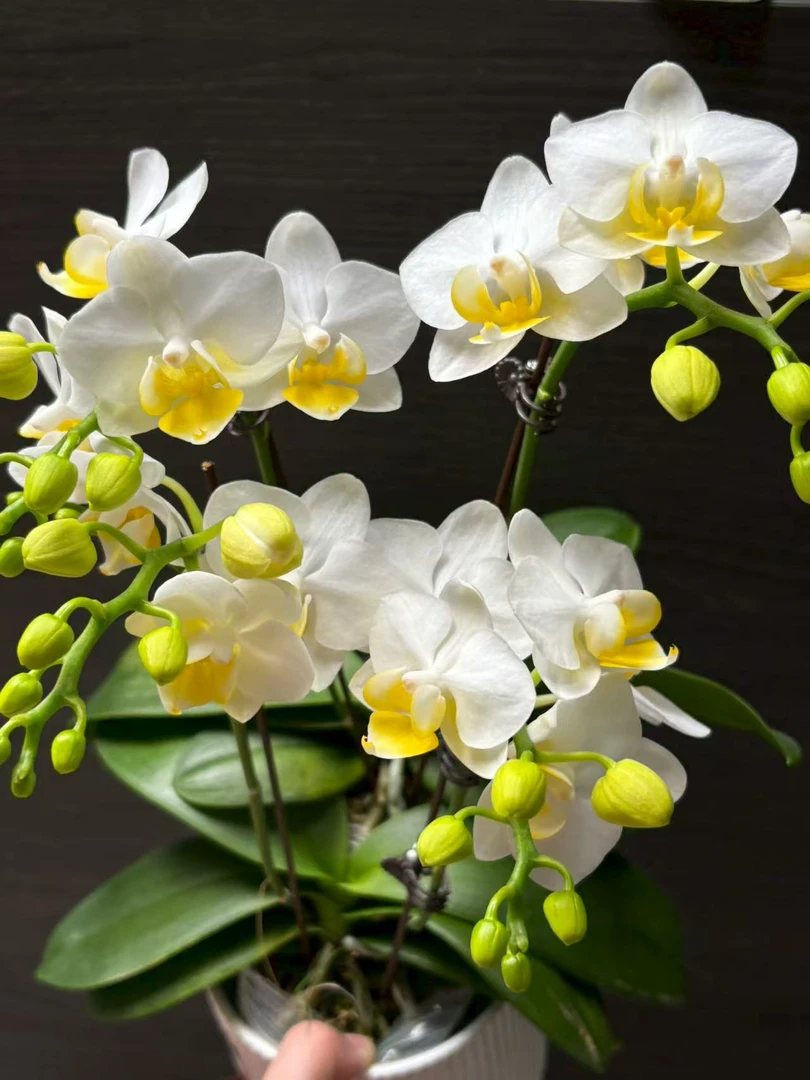 【水仙】蝴蝶兰基地组盆易养活