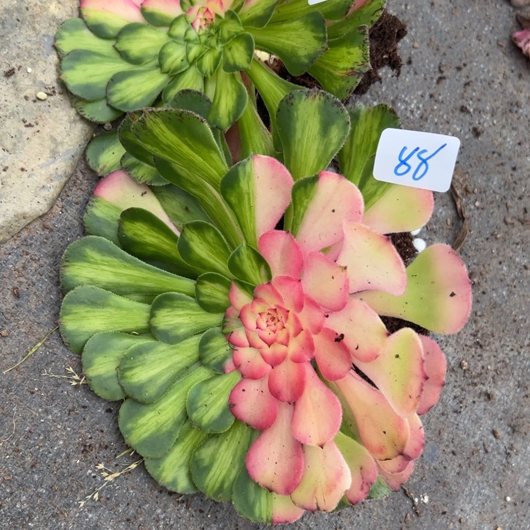 ໑****8889知否多肉植物一