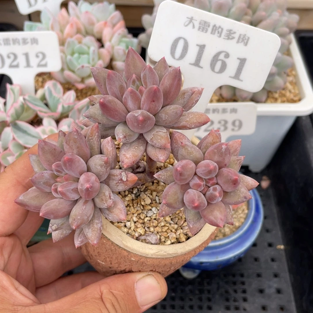 0161红蜻蜓不带盆10厘米