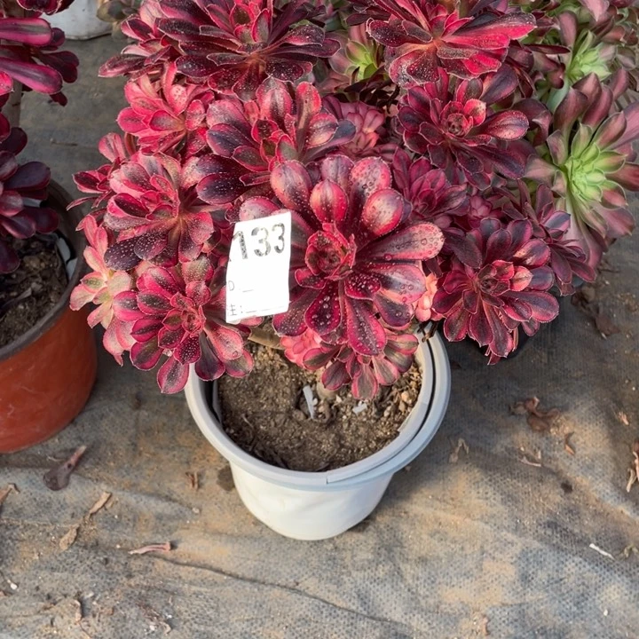 李*多肉丽纳法师133