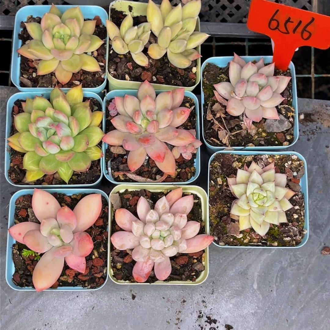 用**梅6515号晚上多肉植物群生多肉补差