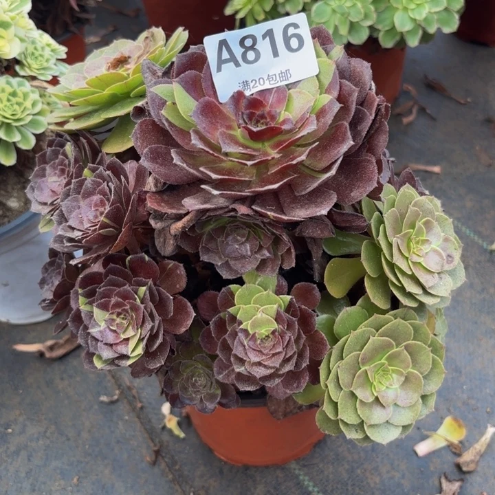 瑞妈多肉植物，816黑美人