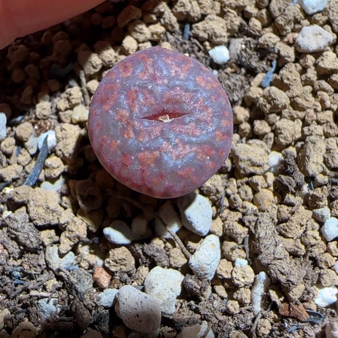 肉锥多肉植物组合-ap正红色酒红勋章831