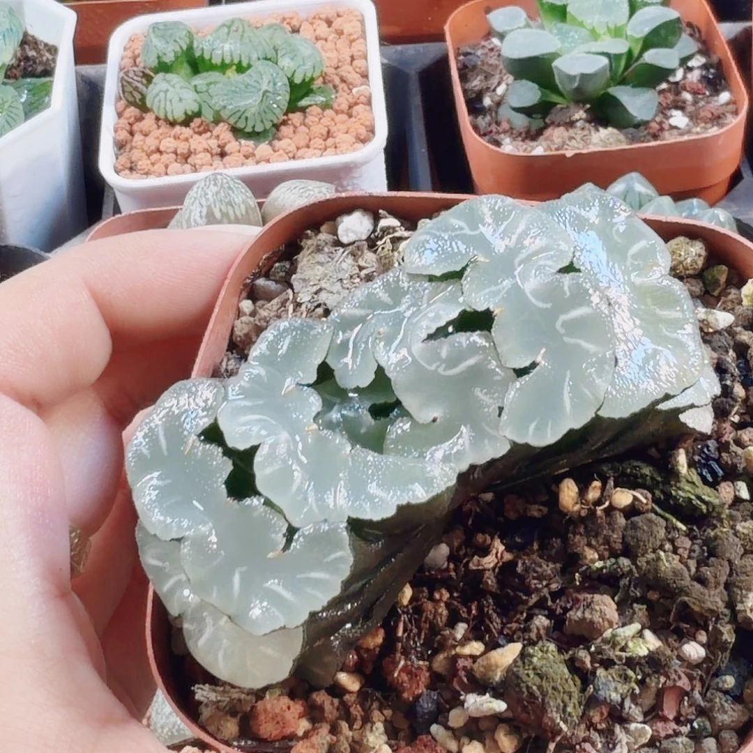 十二卷鬼岩稻妻福利