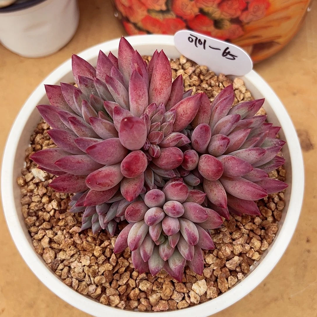 0701-65胖虞群。。。