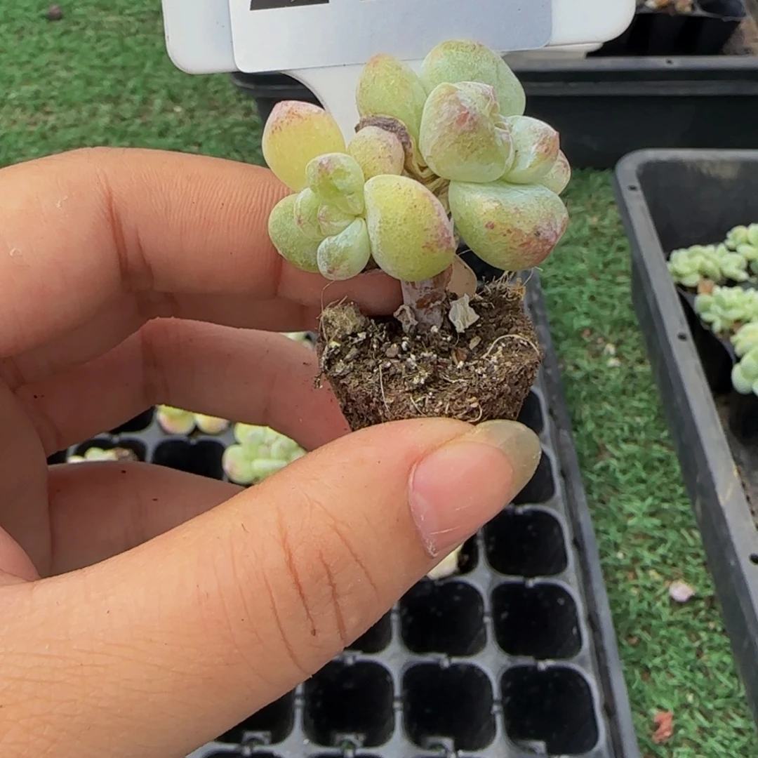 j***p270 号一物一拍特价福利