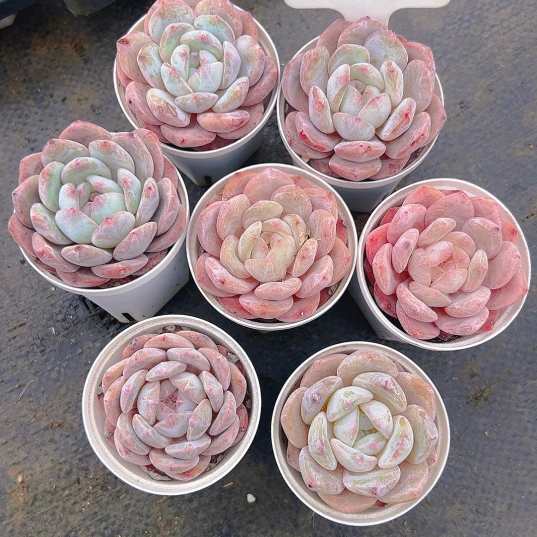 七颗雪天使3032号一物一拍