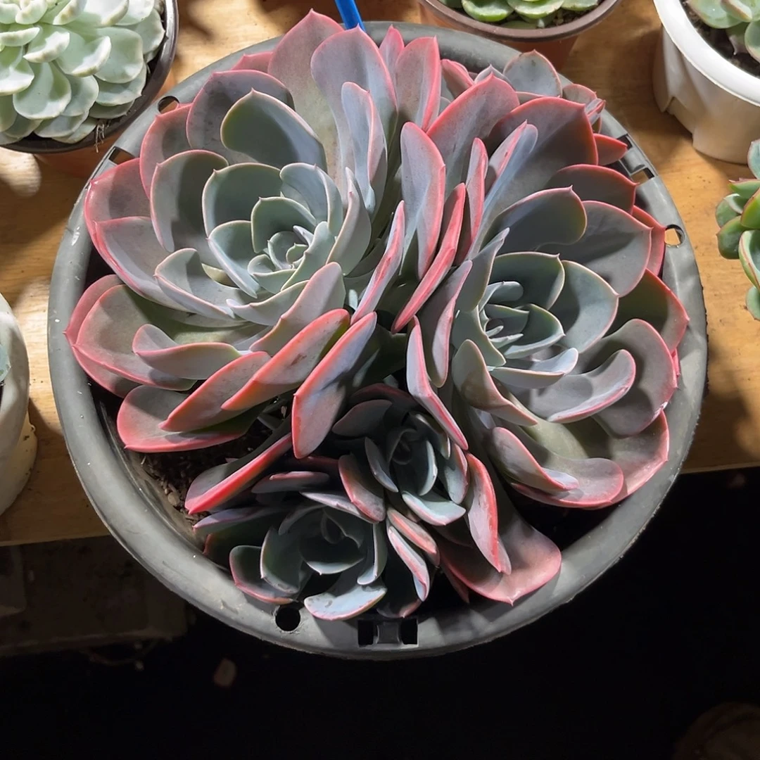 郭***芬00000000000000000001022