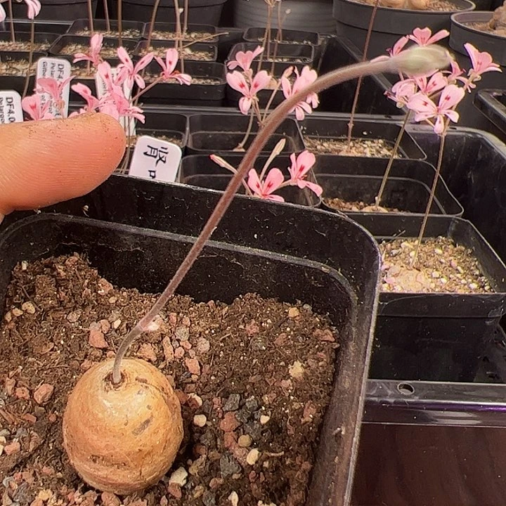 肾叶洋葵1，接近2厘米