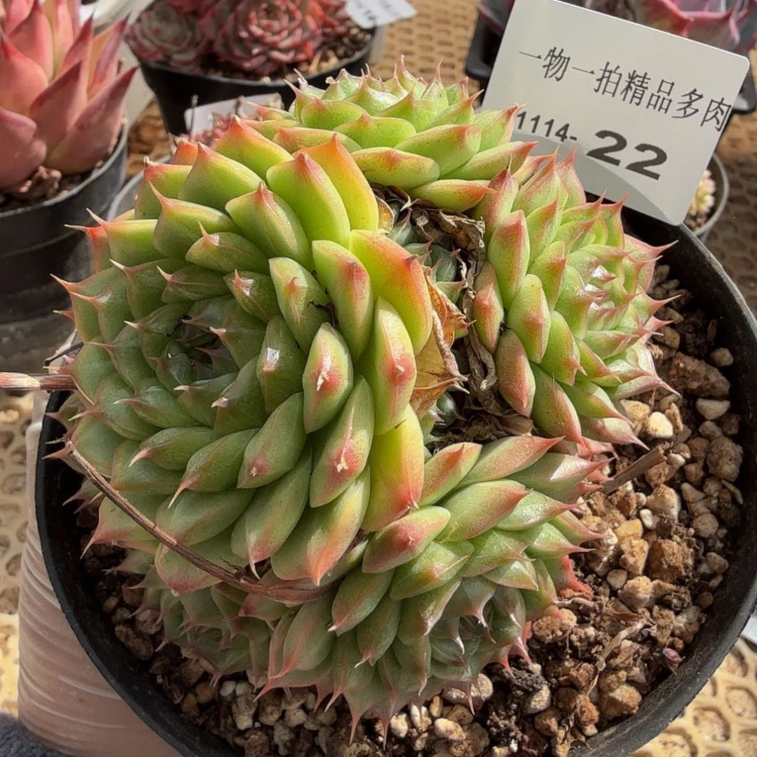 1114-22多肉一物一拍