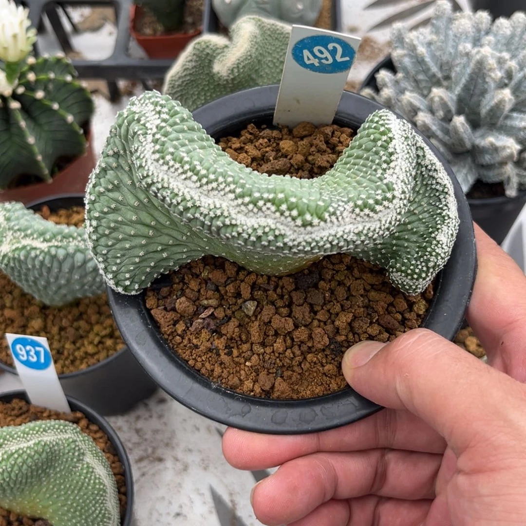 492实生菊水缀化带盆带土