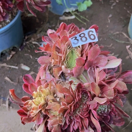 魔****多肉植物一个法师