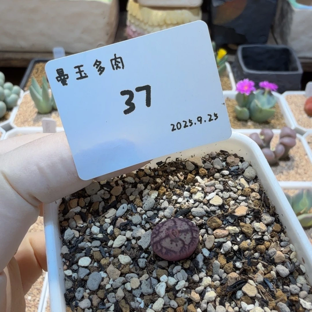 多肉多肉多肉9.25-037