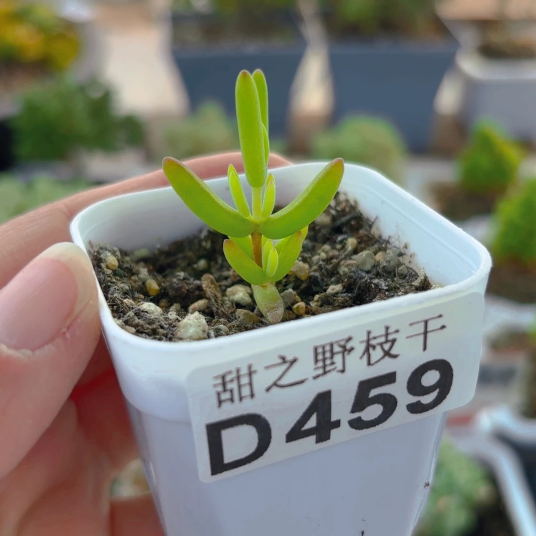 香蕉459。