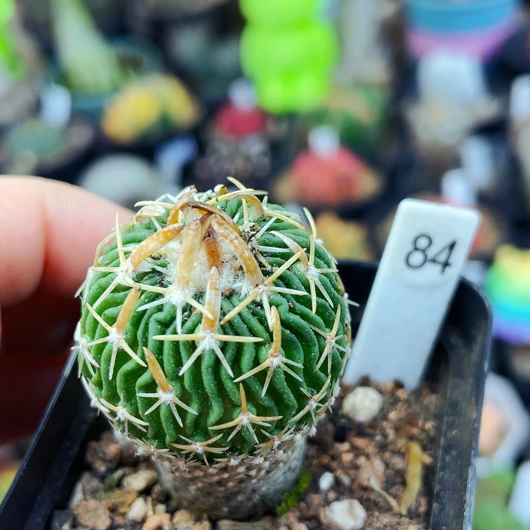 太刀岚非偏远地区满25包邮仙人球