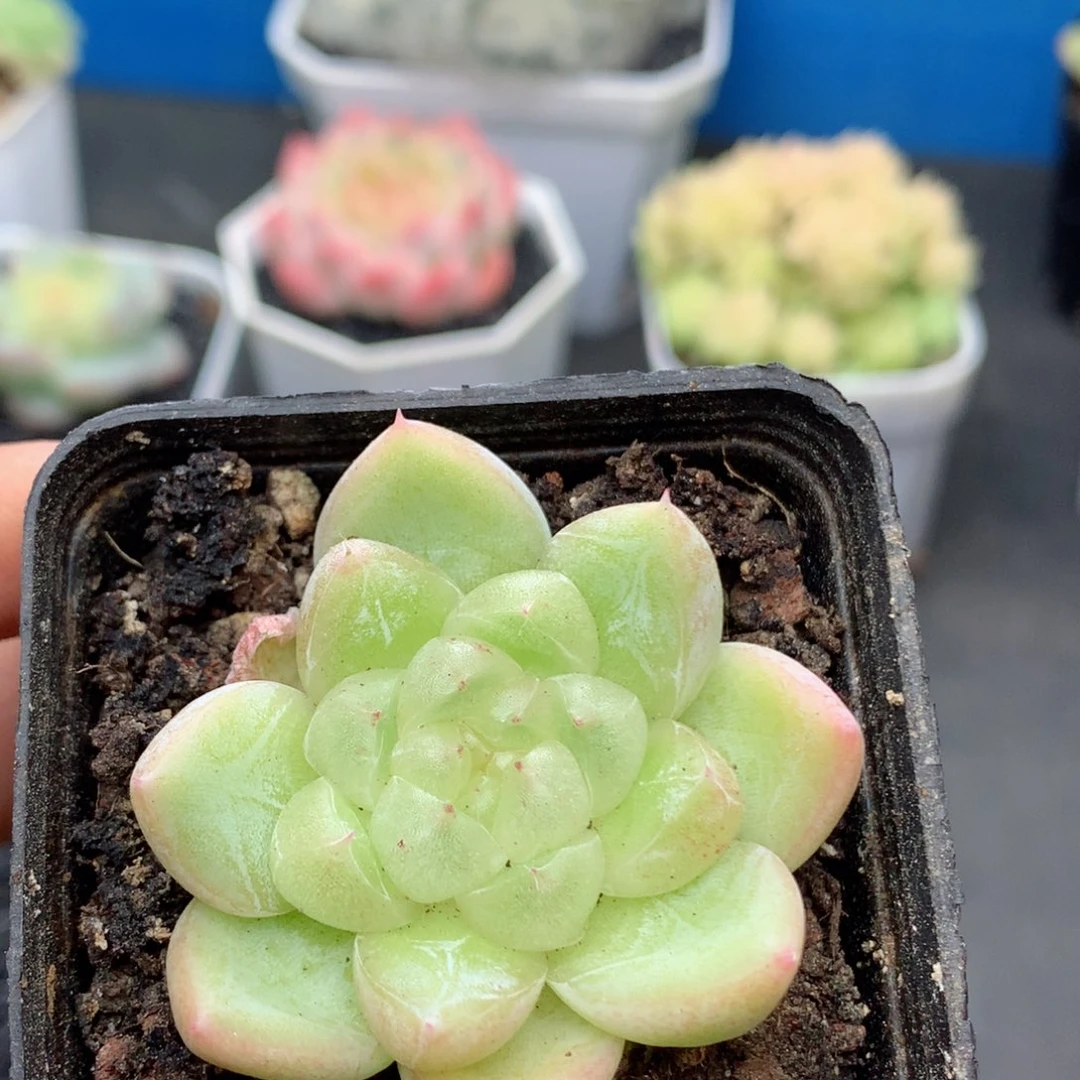 58包邮  群生不包整64