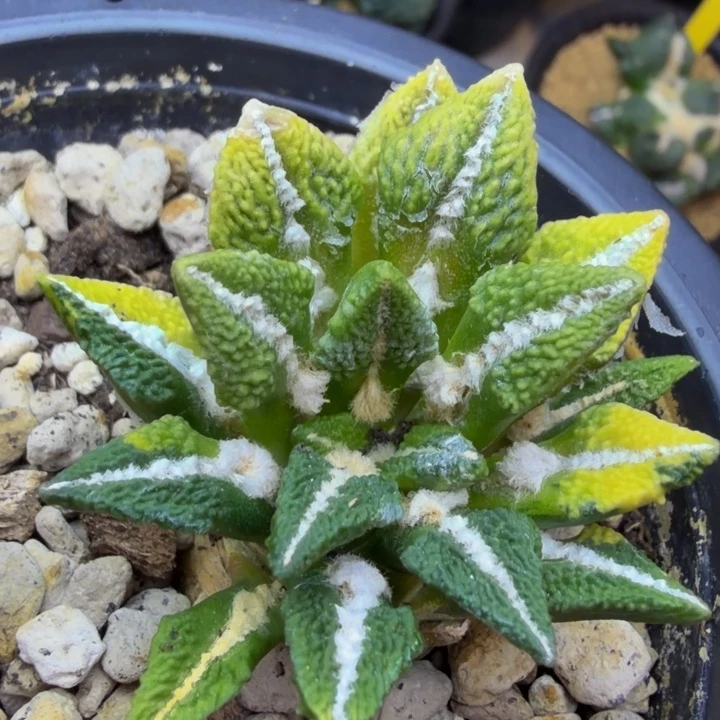 大型大尤颗粒黑锦