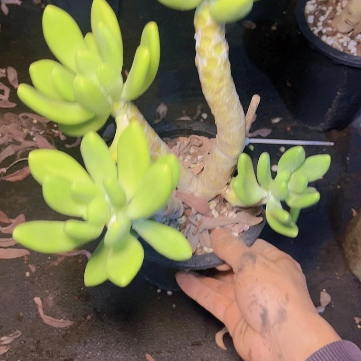 源***好喜欢你这个造型诶小