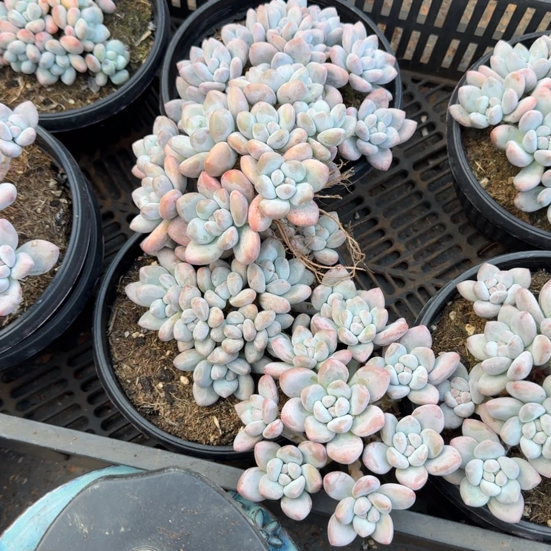 无花朵香水群两颗