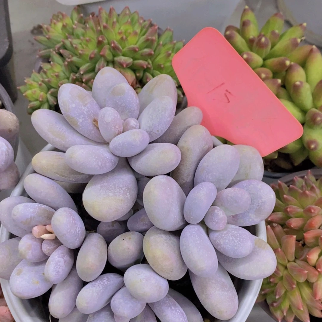 活动专场第一场，5送1