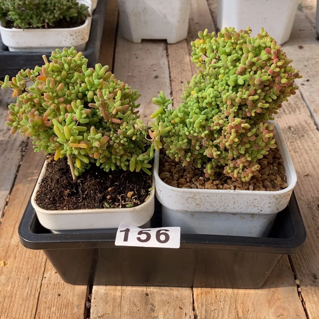 枝干番杏蜜桔糖球156