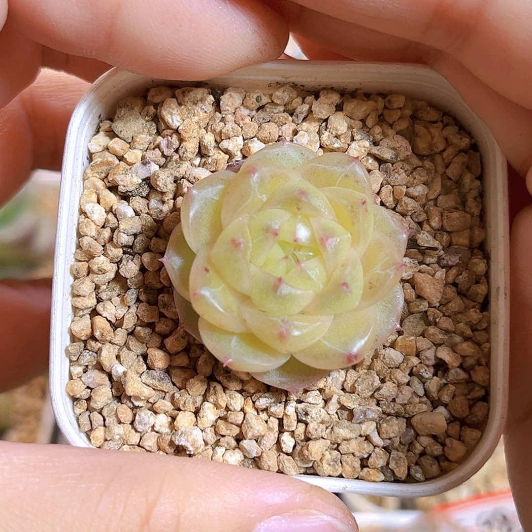 E986一物一拍 清行