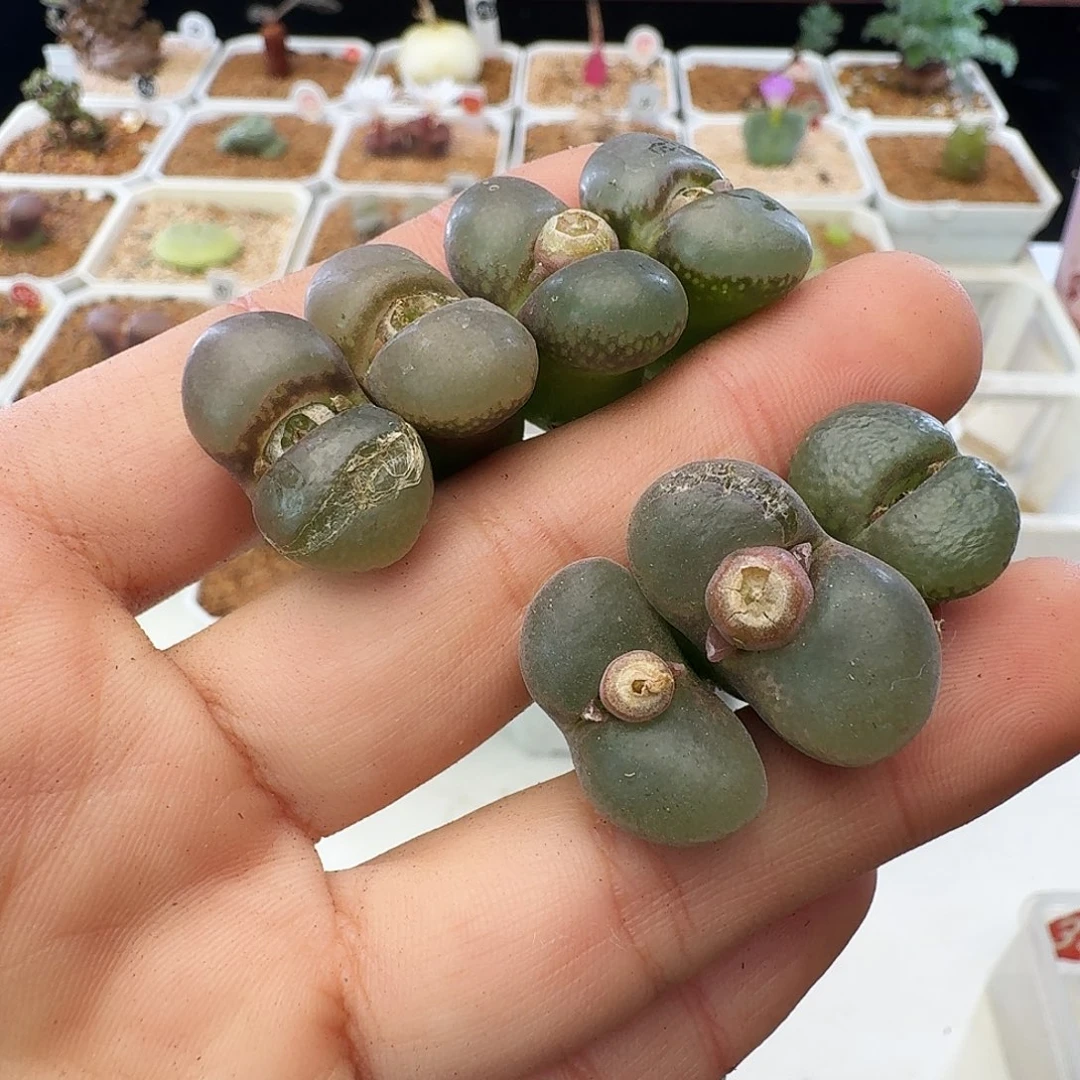 紫罗兰瑕疵福利介意慎拍708