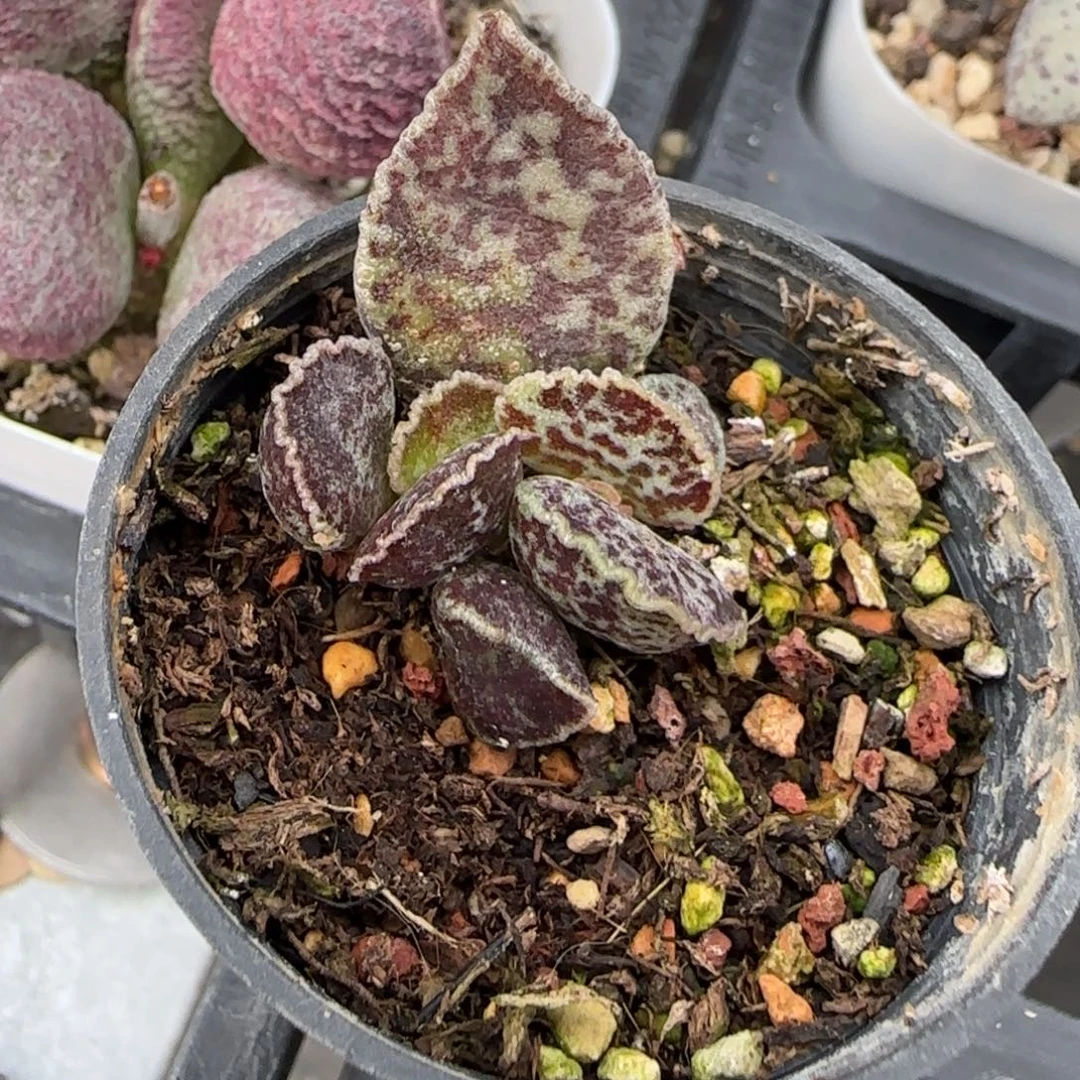 满斑皱边马蛋水泡