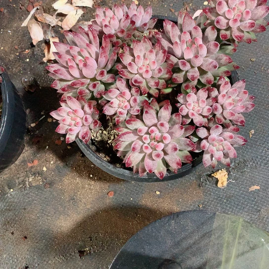 多肉植物多肉植物