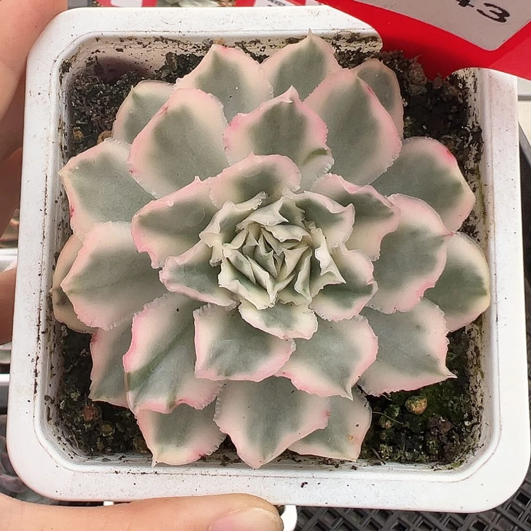143号紫蝴蝶锦多肉植物