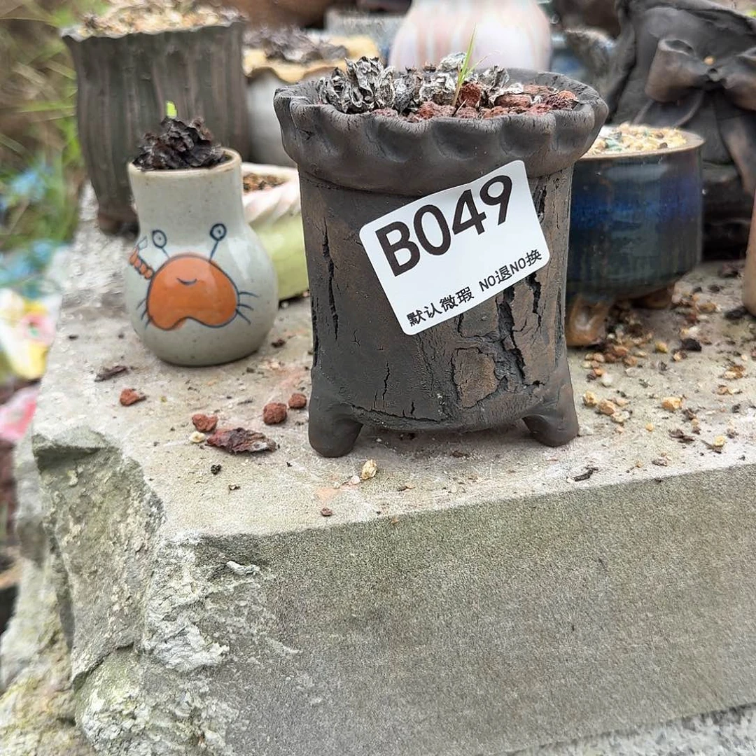 重庆小燕子欢迎大家049