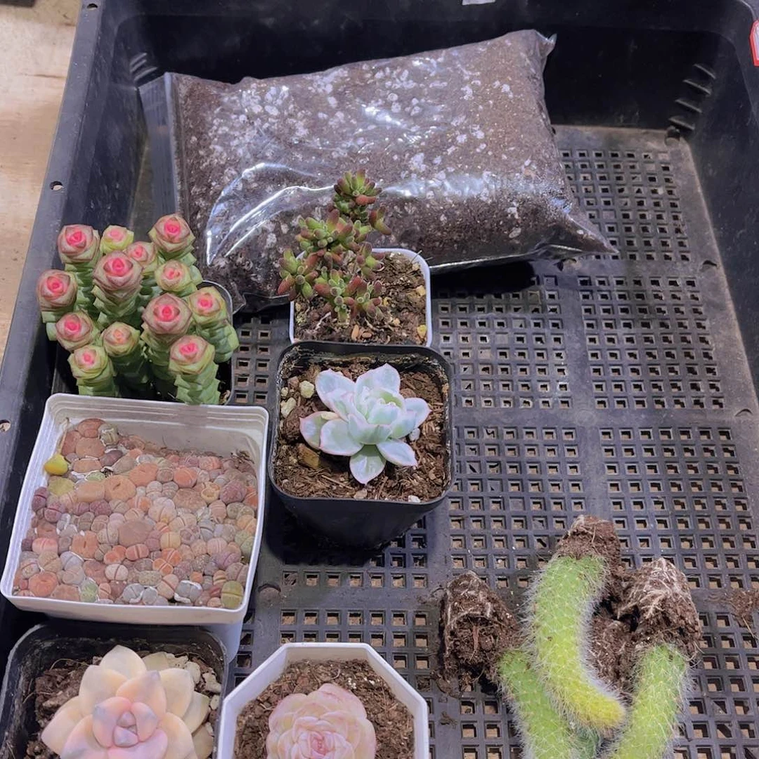 多肉092多肉植物