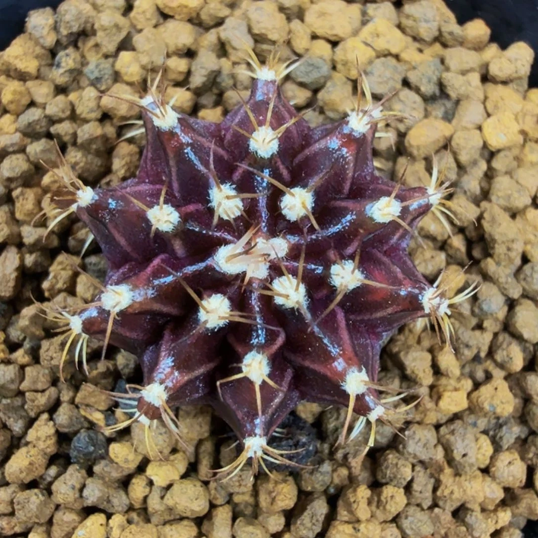 当前无花朵，栽培后可花朵