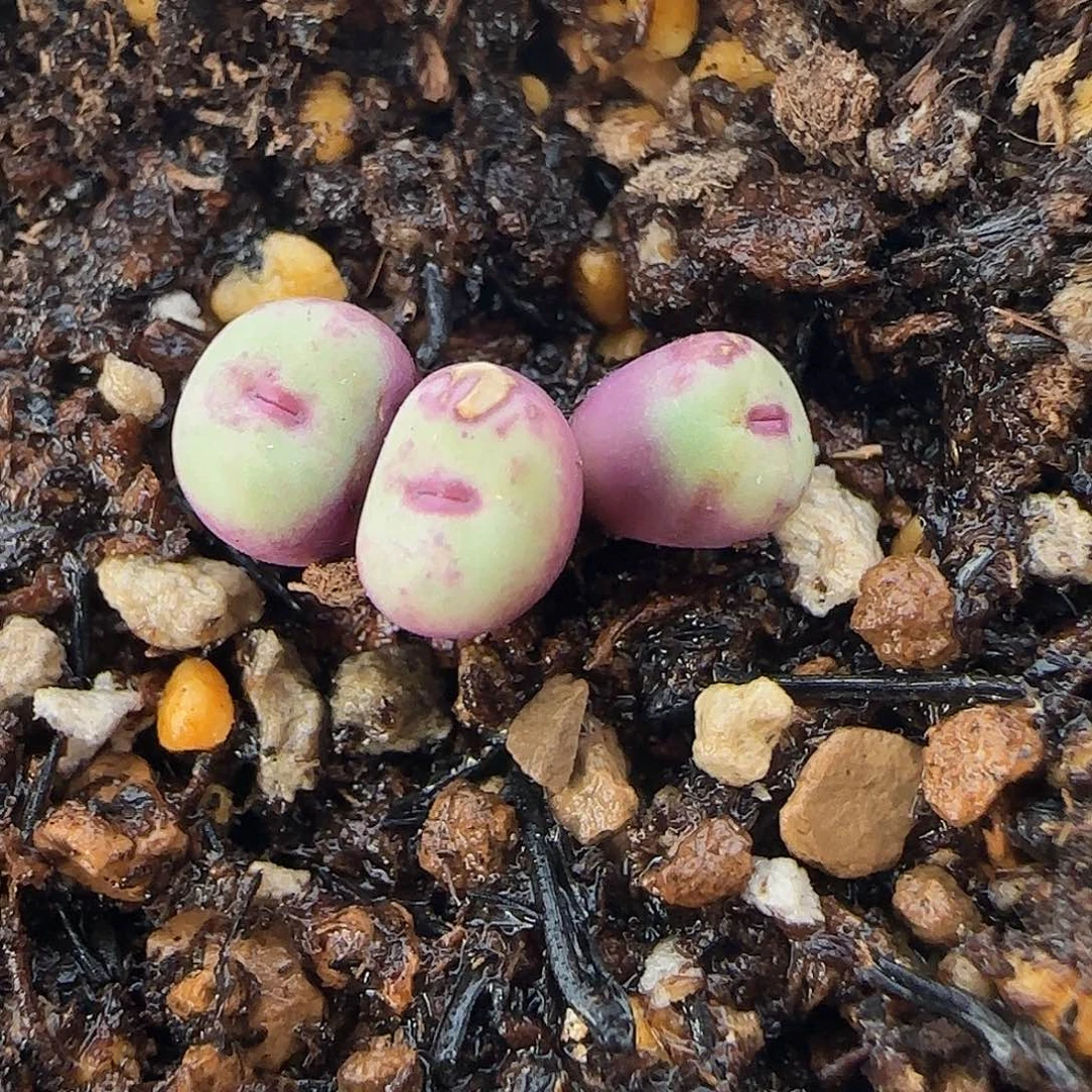 9037。1380b。有点疤痕。