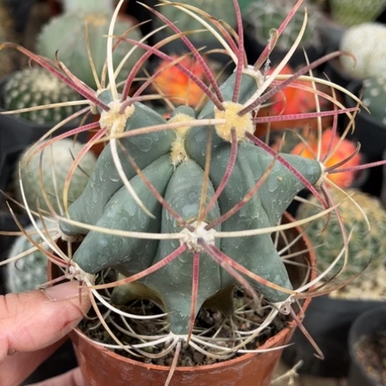 当前无花栽培后可以开花实生江守玉