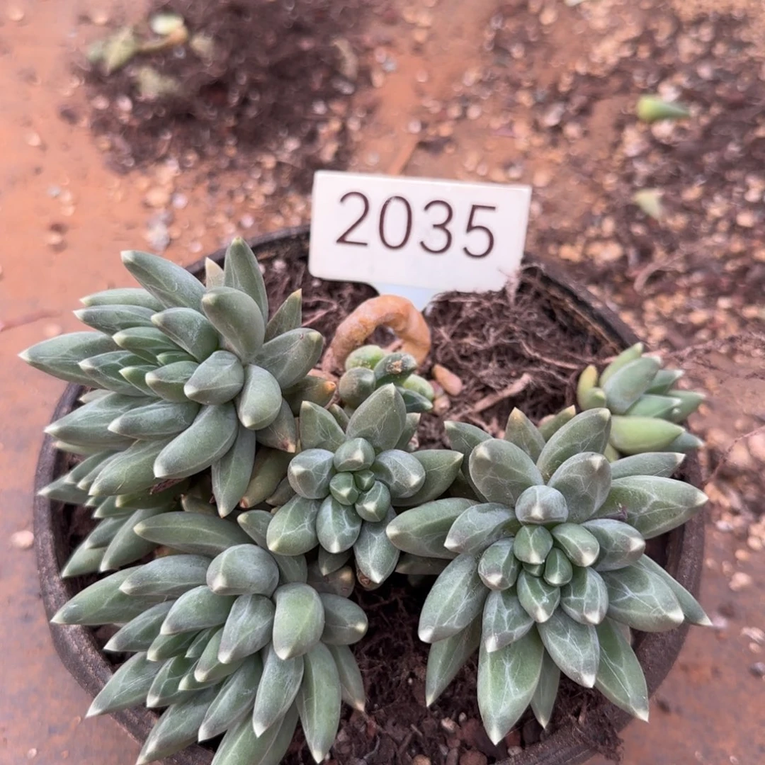 2035。     乌拉克拉小的一起打包