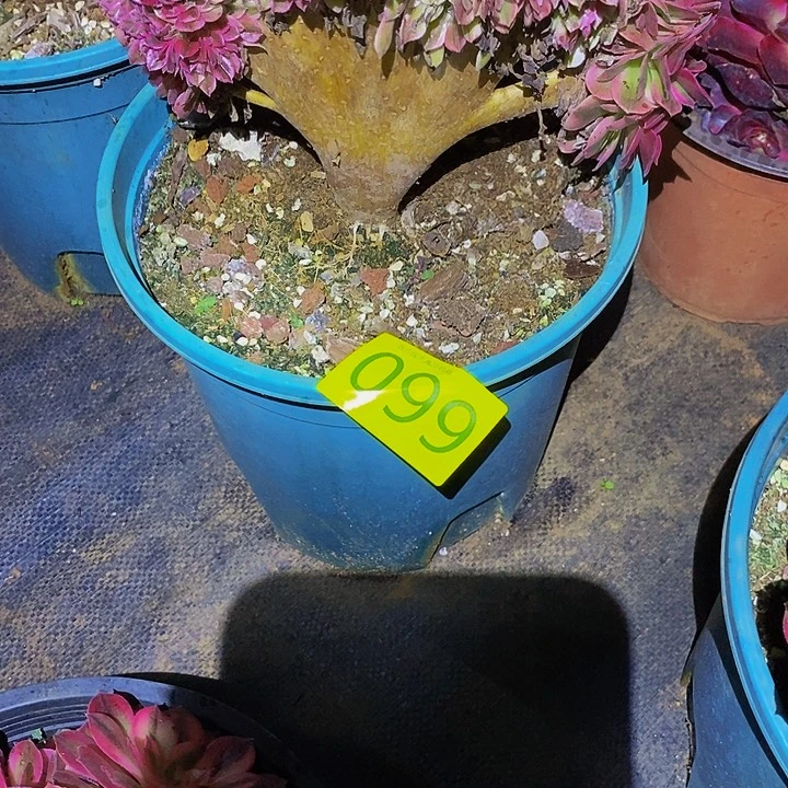 用***味0099多肉植物倾城缀
