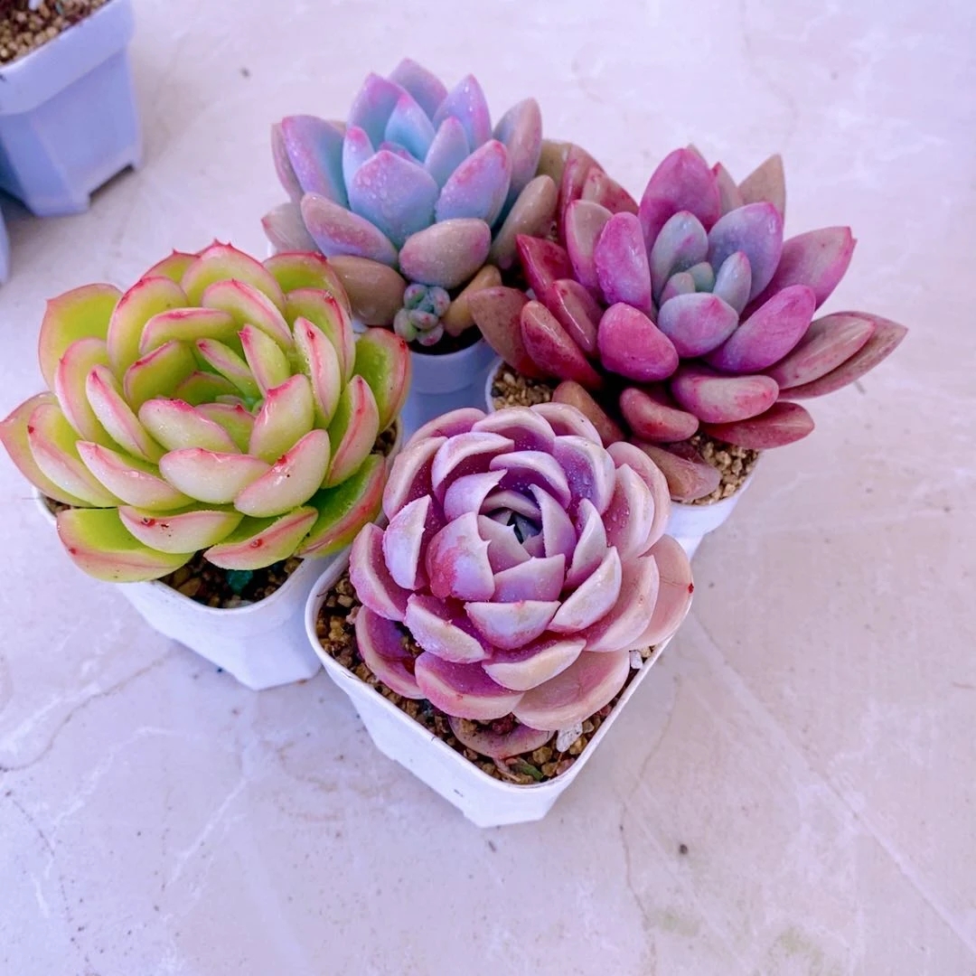 组四 晨露 桃花源 奥普琳娜 蓝色惊喜 送盆土（5到6厘米）