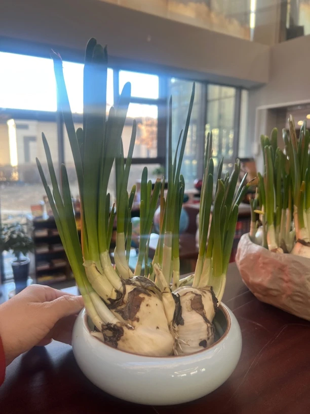 水仙王凌波仙子单大棵