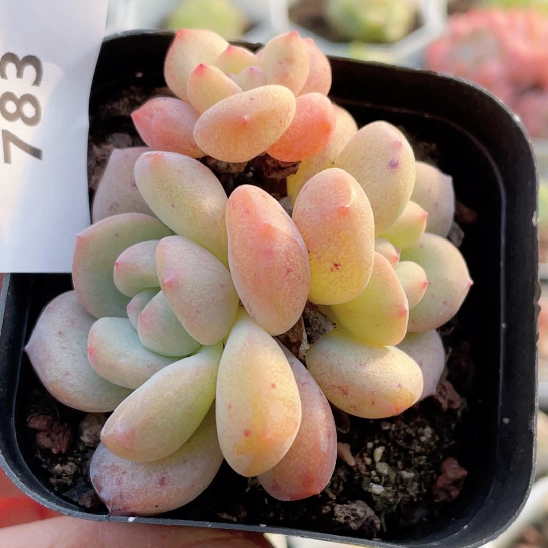 783号糖心冰心珍妮