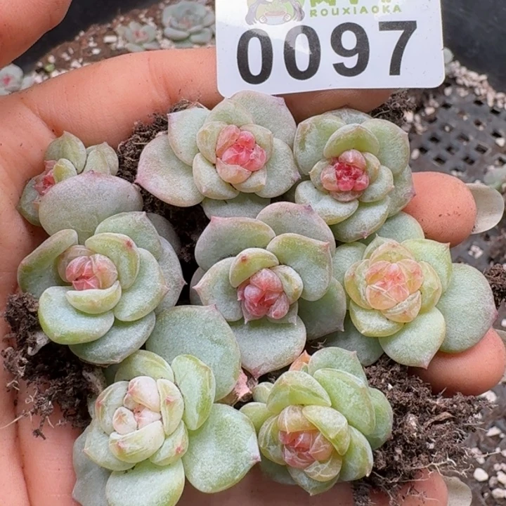 多肉植物多肉植物