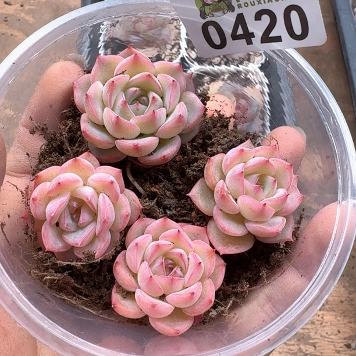多肉植物多肉植物