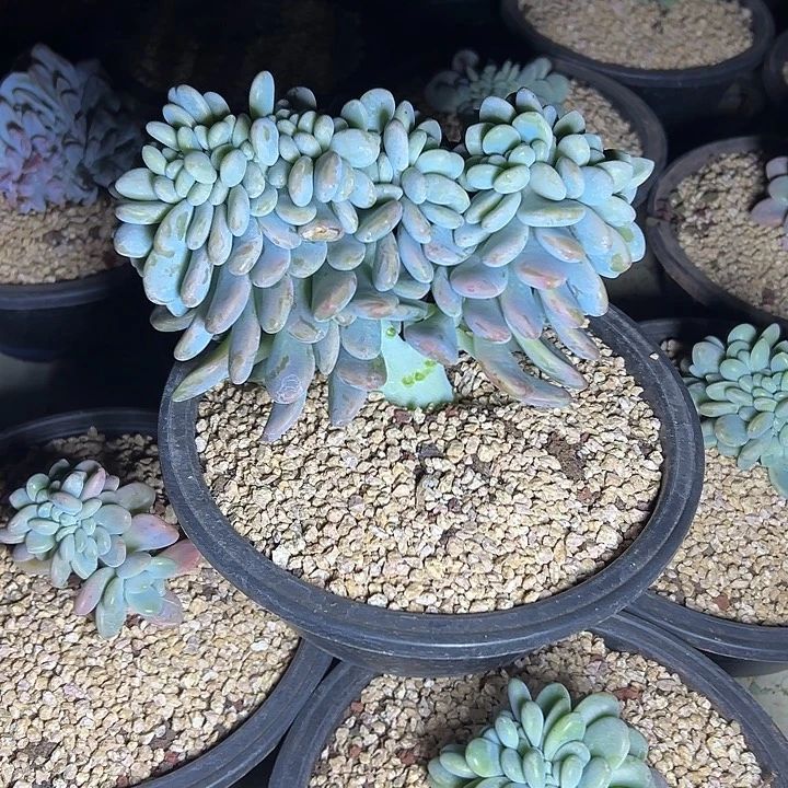 洛神群生缀化多肉