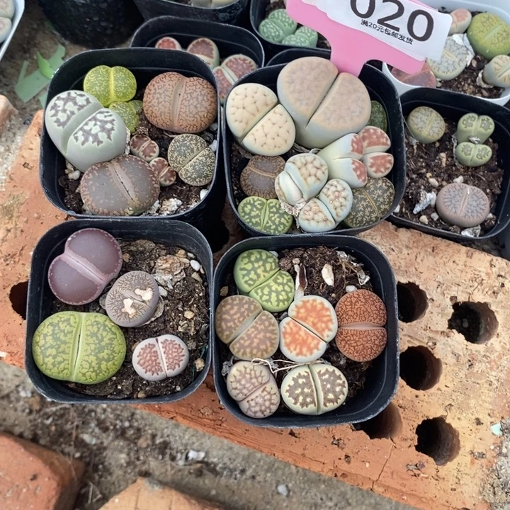 初***琪生石花等植物的生长020