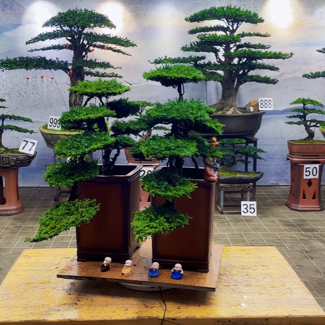 盆景盆景艺术龙爪松