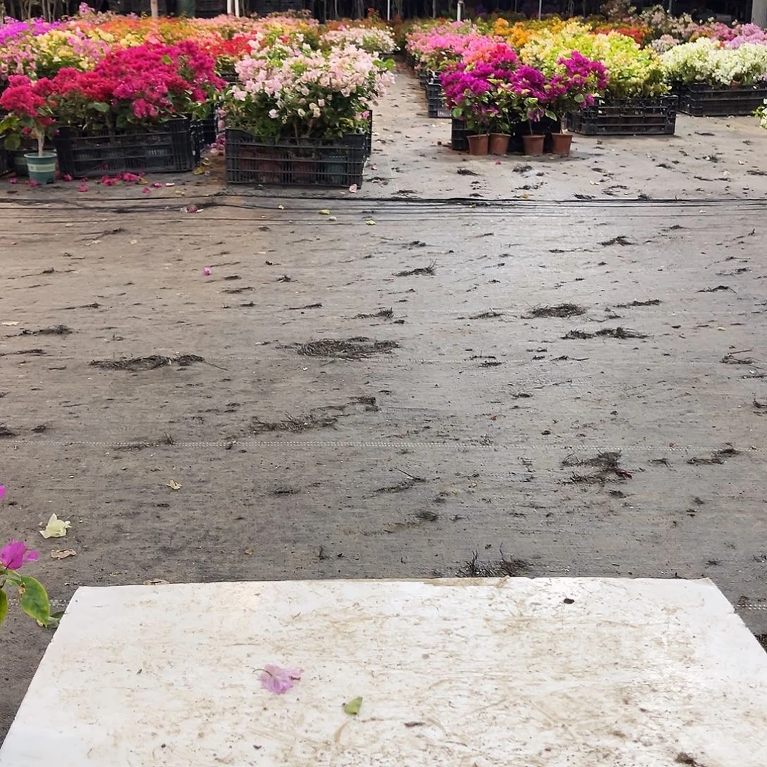 大部分花苞少量开放三角梅一颗